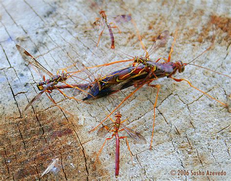 Giant Ichneumon Wasp (with potential mates) - Megarhyssa macrurus - BugGuide.Net