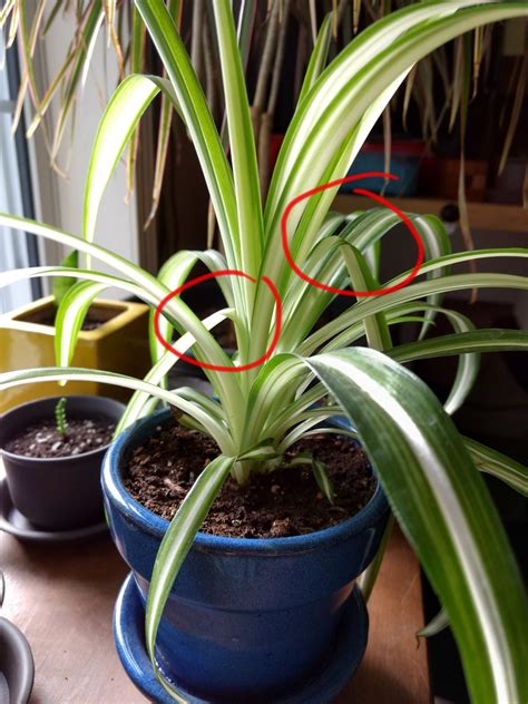 Types Of Spider Plants - Plant Ideas