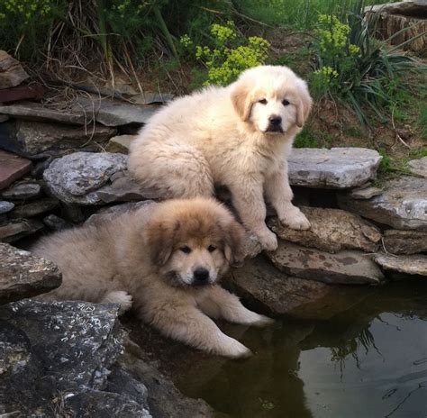 two puppies are sitting on the rocks next to a small pond with water in it