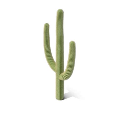 Cactus Png Cactus Transparent Background Freeiconspng | My XXX Hot Girl