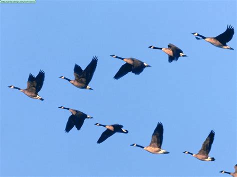 Lessons From Geese Revisited – honk honk | Kirk Weisler