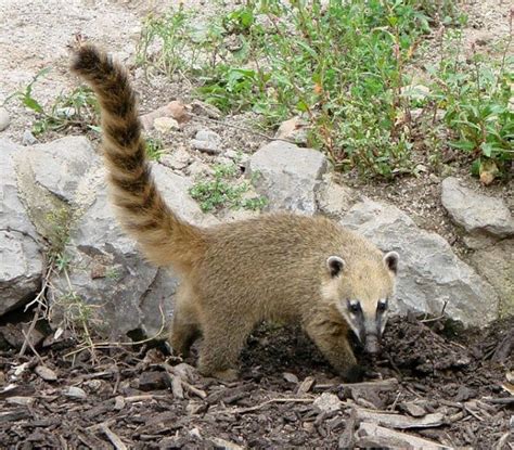 Le coati | Animals, Cute animals, Animal facts