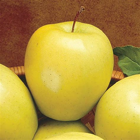 Golden Delicious Apple Tree | Gurney's Seed & Nursery Co.