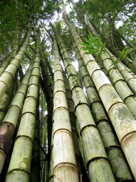 Is Bamboo the Building Material of the Future? | NUVO