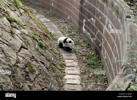 Giant pandas breeding programme These giant pandas are enjoying life at ...