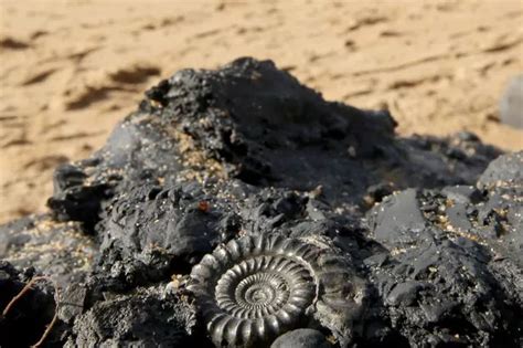 Best Dorset beaches to go fossil hunting on - Dorset Live