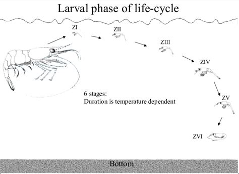 Larval shrimp development and possible mean vertical position by zoeal ...