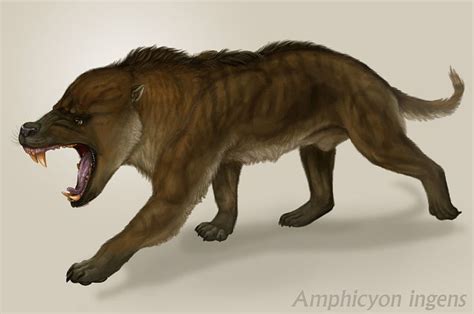 19 best Amphicyonidae images on Pinterest | Extinct animals ...