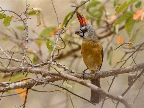 Vermilion Cardinal - eBird