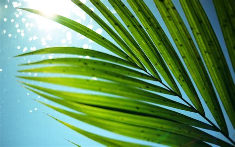 Palm Leaves Wallpaper - WallpaperSafari