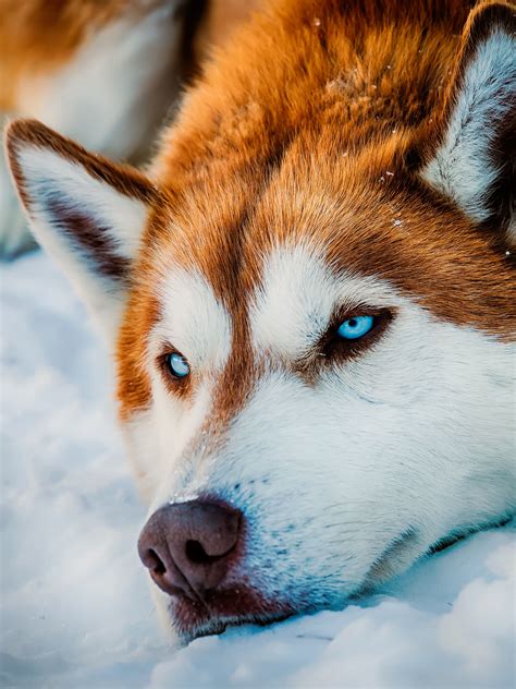 Red Husky Wallpapers - Top Free Red Husky Backgrounds - WallpaperAccess