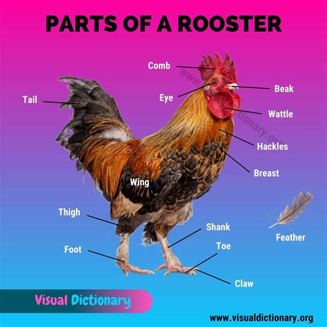 Chicken Anatomy: 16 External Parts of A Chicken You Should Know - Visual Dictionary