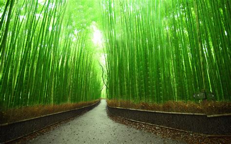 Sagano Bamboo Forest Wallpapers - Wallpaper Cave