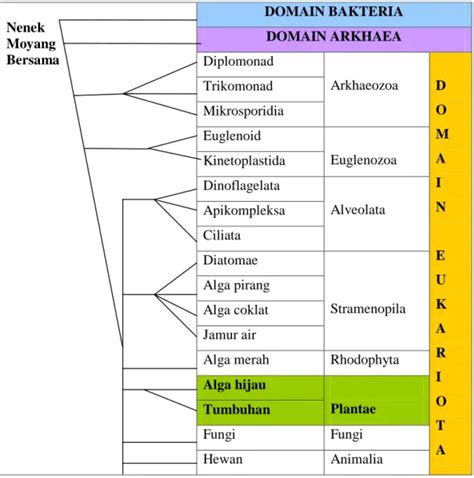 Tumbuhan vaskuler berbiji - Evolusi Tumbuhan Vaskuler