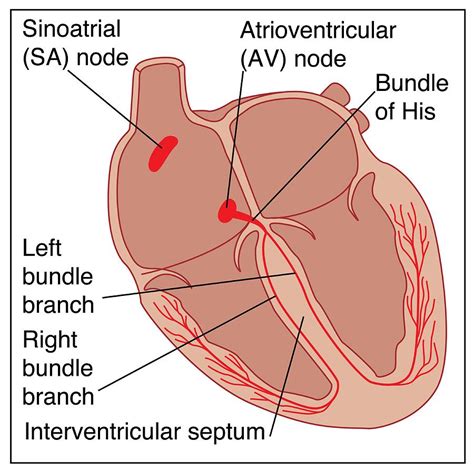 Heart Conduction System, Artwork Photograph by Peter Gardiner | Pixels