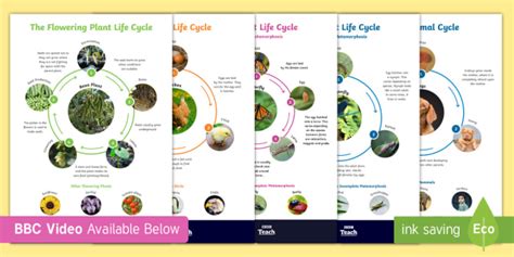 FREE! - * NEW * Life Cycle Posters - BBC Teach Video - Twinkl ...