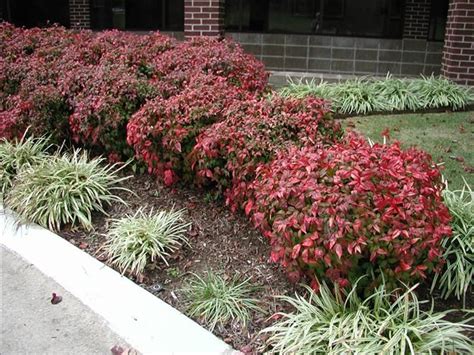 Nandina Firepower | Front yard landscaping, Backyard landscaping ...