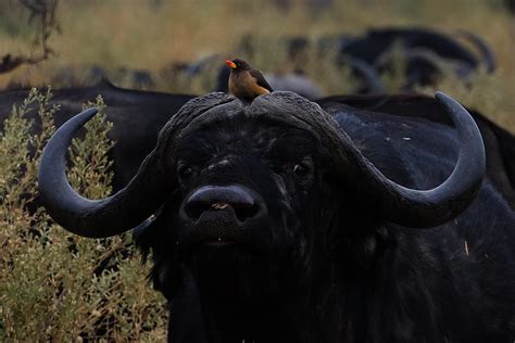 Yellow-billed Oxpecker | Habitat shot. :-) Oxpeckers were al… | Flickr