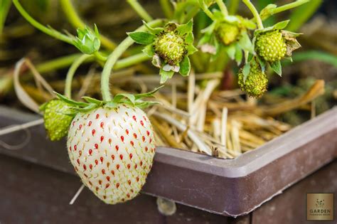 Seeds Shop | Buy White Strawberry Seeds | Plant & Growing Guide