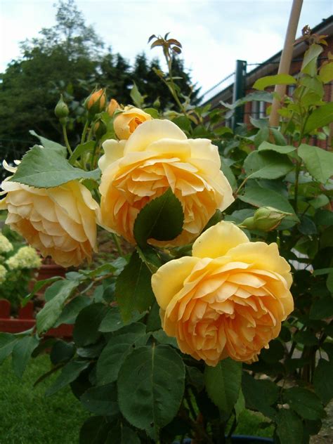 Rose 'Graham Thomas' - Rosen bei Schmid Gartenpflanzen online kaufen