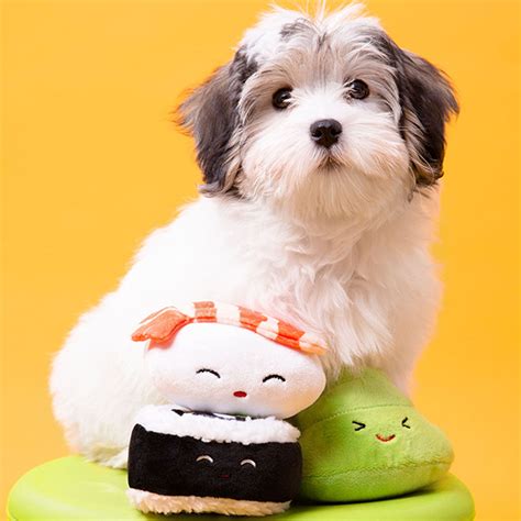 sushi dog toy set – Pearhead