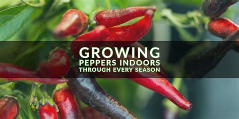 How to Grow Peppers Indoors All Year Long | Indoor Gardening