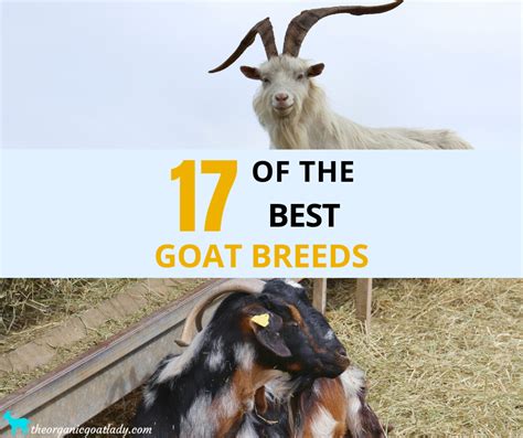 17 of the Best Goat Breeds - The Organic Goat Lady