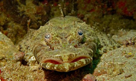 Crocodilefish l Small But Imposing Predator - Our Breathing Planet