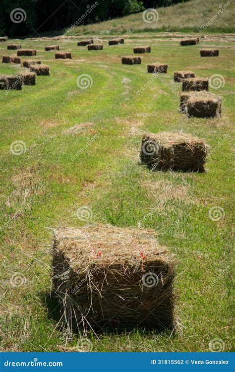 Square Hay Bales stock photo. Image of grass, spring - 31815562