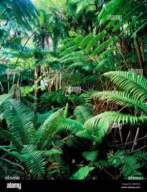 Tropical rainforest. Tree ferns amongst the understorey vegetation of a ...