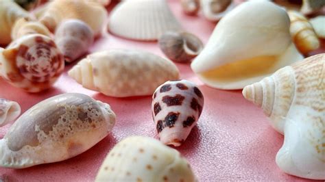 Premium Photo | Sea animal shells, nature concept suitable for ...