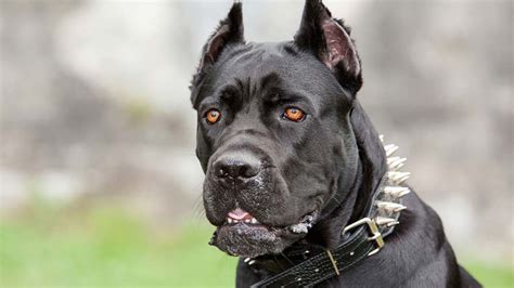 How Much Is A Italian Mastiff