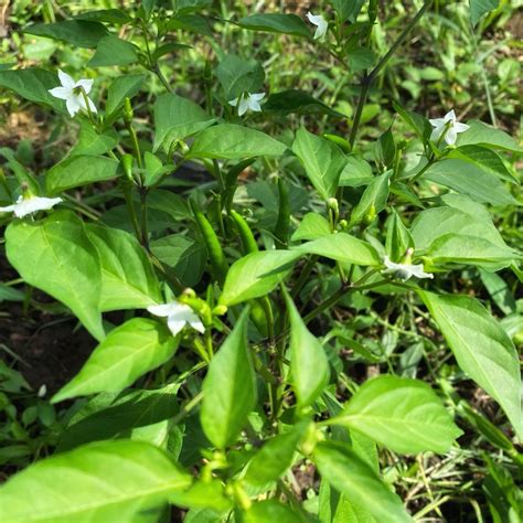 Farm Life, Chili, Plants, Chile, Plant, Chilis, Planets