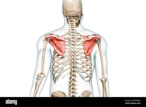 Scapula or shoulder blade bones in color with body 3D rendering ...