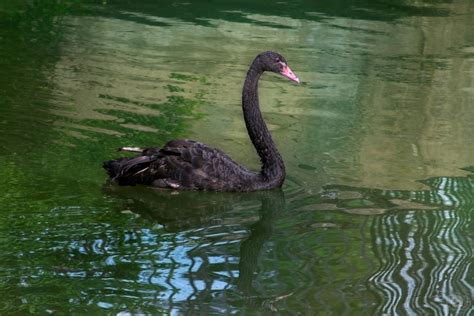 Black Swan Background - High-quality Free Backgrounds