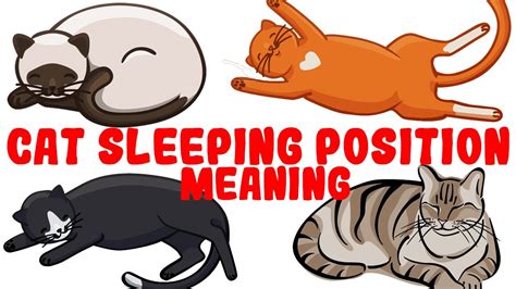 Cats Sleeping Positions And What They Mean