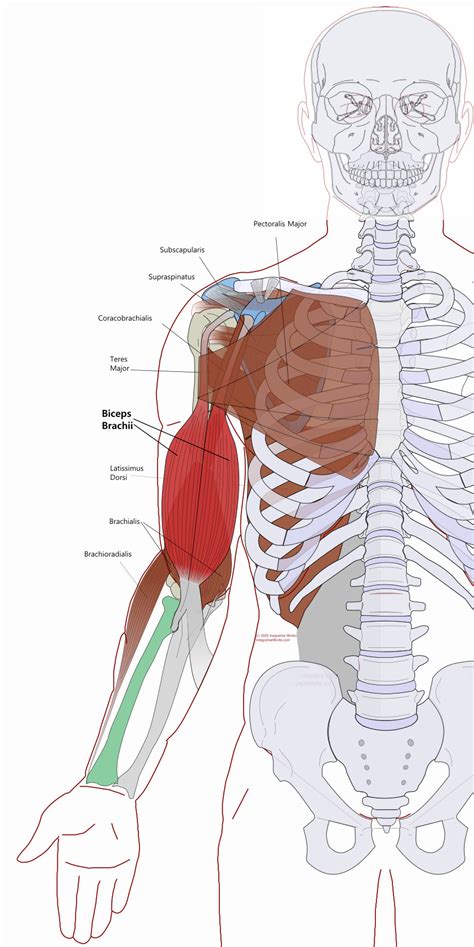 Biceps Brachii - Functional Anatomy - Integrative Works