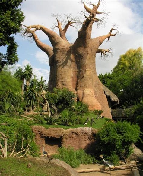 Lemurs live around this ancient Baobab tree inside the Bioparc in the center of Fuengirola - A ...