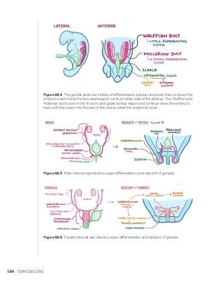 Ppt Embryology Of The Female Genital Tract Powerpoint