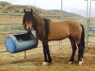 Our Horses - Arabian and Mustang Horse Rescue