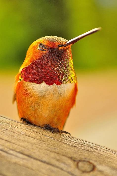 Hummingbirds Pack A Colorful Punch