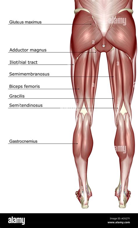 Human Anatomy Lower Body : Lower Body Musculature Human Anatomy Medicine Stock Photo 160169210 ...