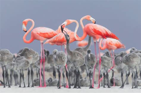 Photo Of Pink Flamingo Surrounded By Chicks Wins Bird Photographer Of The Year | ePHOTOzine