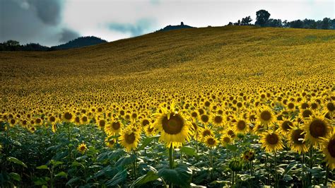 Nature Sunflower HD Wallpaper