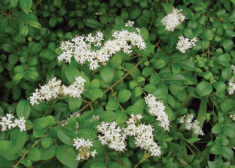 Chinese Privet: A Biological Invader in Louisiana's Forests