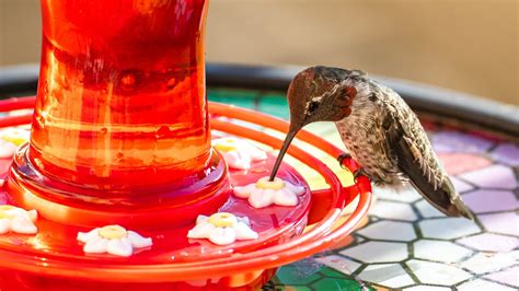 Why It's Important To Change Hummingbird Feeder Nectar Daily In The Summer