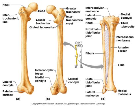 Human Leg Bone Structure - Human Anatomy Details