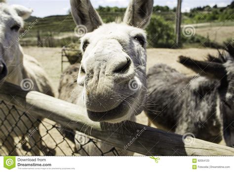 Brown donkey farm stock image. Image of domestic, grazing - 92054123