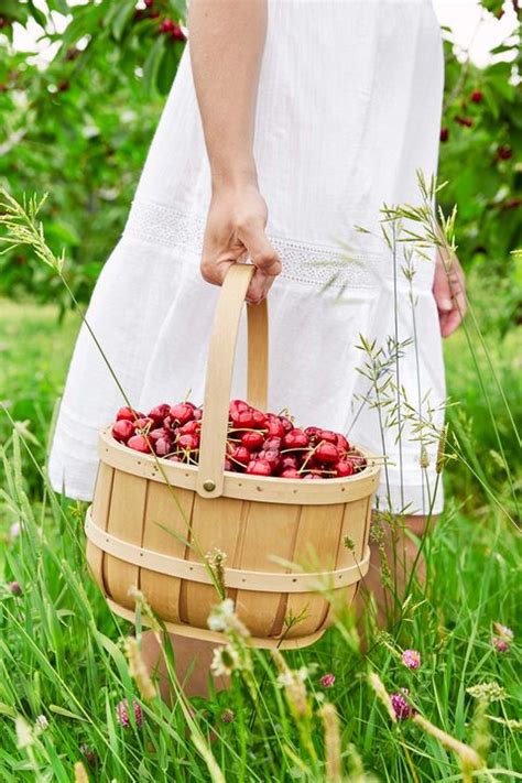 10 Best Places to Pick Your Own Cherries — U Pick Cherries