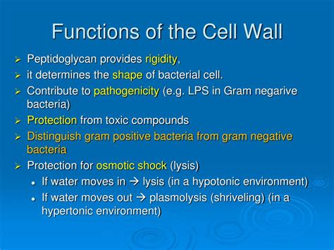 bacteria cell membrane function